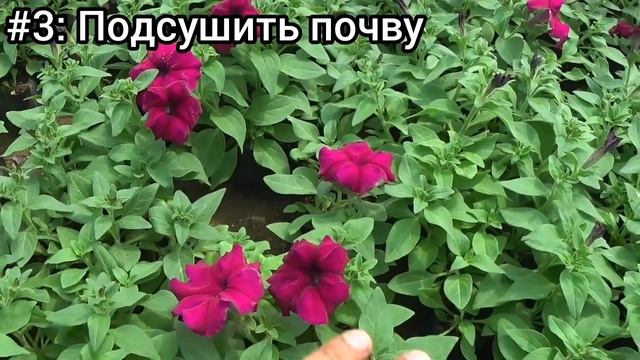 Почему ПЕТУНИЯ не цветет? Разберемся ?. После этих подкормок ПЕТУНИЯ зацветёт быстро, ярко и красив