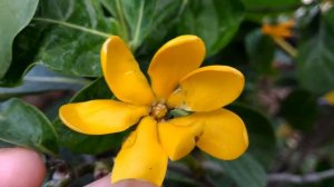 GARDENIA CARINATA
| GOLDEN GARDENIA ● KEDAH GARDENIA ● GARDENIA CORONARIA ● YELLOW GARDENIA |