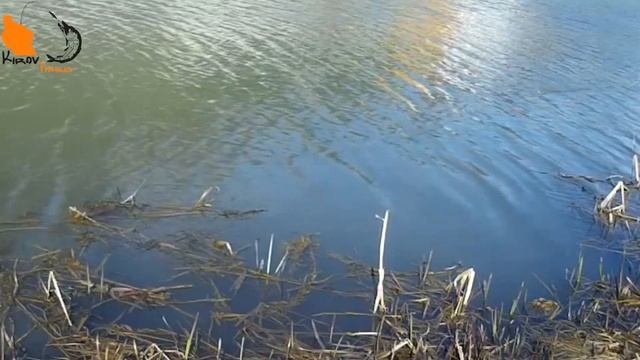Мои уловистые уокеры, попперы. Рейтинг топвотеров. #KirovFishing