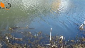 Мои уловистые уокеры, попперы. Рейтинг топвотеров. #KirovFishing