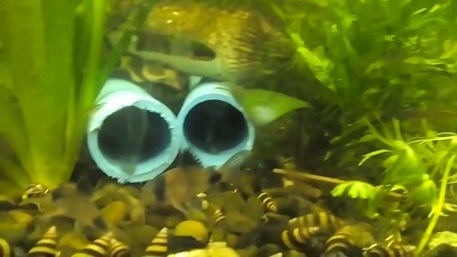 Коридорас Панда - Corydoras panda смотреть онлайн