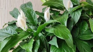 Спатифиллум, Подкормка  Золой