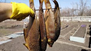 Холодное копчение САЗАНОВ впойманых на горячем под Новочеком