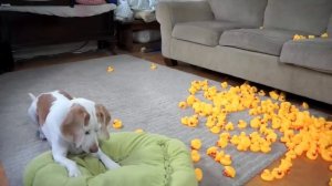 Dog vs Giant Rubber Ducky Prank: Funny Dog Maymo