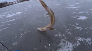 РЫБАЛКА НА ЖЕРЛИЦЫ! ПЕРВЫЙ ЛЁД 2023 - 2024!