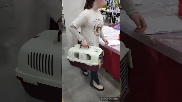 Санкт-Петербург, экспофорум, зоошоу.