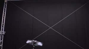 Вот Почему Ты Не Можешь Убить Муху