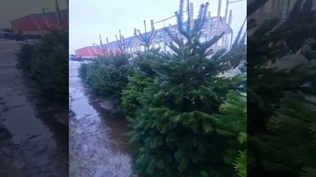 ПИХТА НОРДМАНА | ABIES NORDMANNIANA