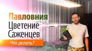 Что делать с цветением саженцев Павловнии.