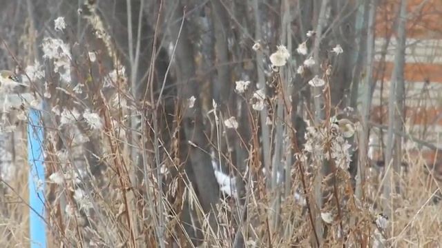 Птицы Сибири и Байкала. смотреть онлайн