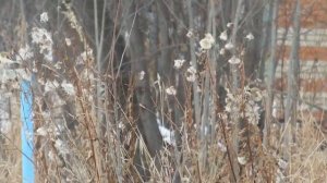 Птицы Сибири и Байкала.