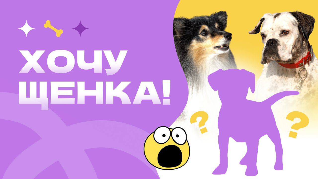 Купить щенка. Что делать если вы хотите щенка? Как готовиться к собаке? Какую породу выбрать?