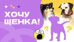 Купить щенка. Что делать если вы хотите щенка? Как готовиться к собаке? Какую породу выбрать?