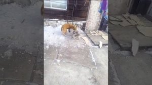 Помесь московской сторожевой с алабаем