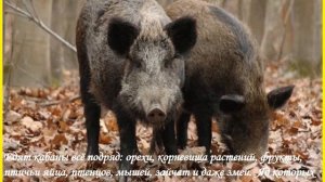 как звери готовятся к зиме