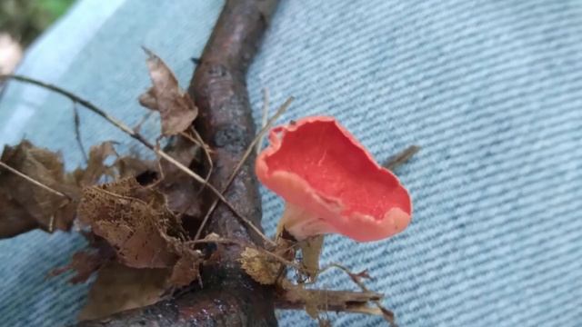 Johnstown, Baby, Part Deux! (Oh behave!) - Mister Jeff's Vlog #30 смотреть онлайн