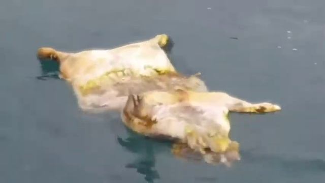 В Сочи в море плавает тушка свиньи