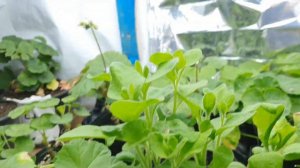 A catch up  on overwintering my plants in the greenhouse