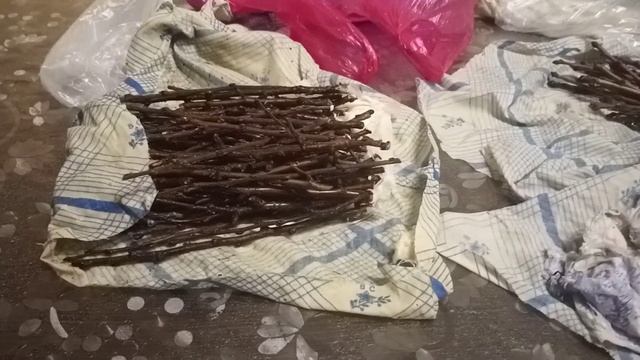 ?Черенкование косточковых и вейгелы методом буррито. смотреть онлайн