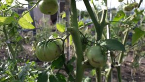 Сорт томата Розовое утро! Полный видео обзор сорта