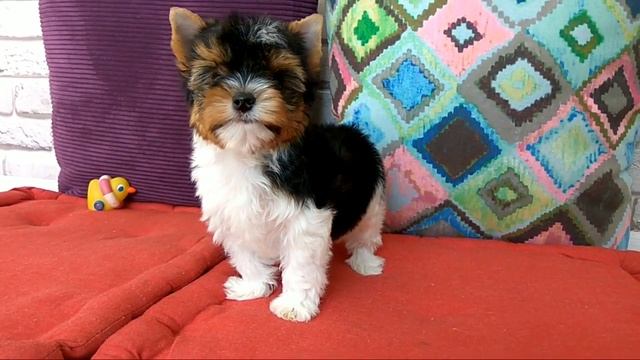 Собаки породы Бивер-йорк, супер мальчик, мини-стандарт смотреть онлайн