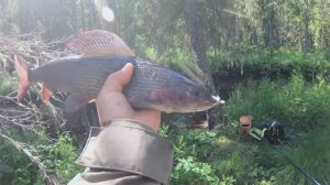 Крупный хариус в пермском крае.Река вторая.Набили корзинки с двух точек.Хариусный рай.