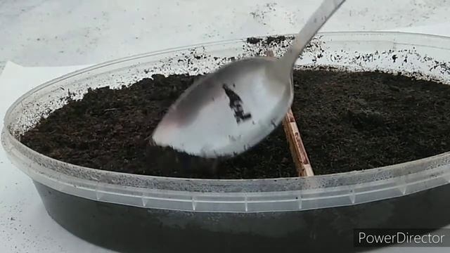 Посев ремонтантной земляники Барон Солемахер на рассаду смотреть онлайн