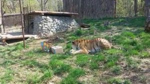Амурскому тигру Шторму - 3 года