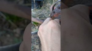 Замена сальника нижнего выходного вала мотоблока МБ-1.