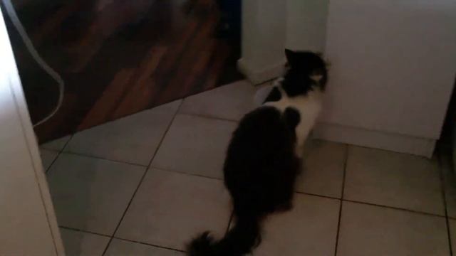 out of it cat has the munchies смотреть онлайн