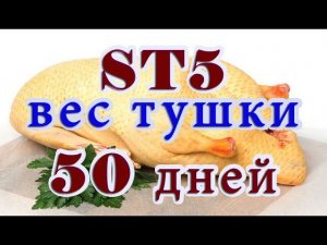 Утка ст5, взвешивание в 50 дней тушкой и живой вес.