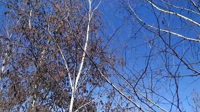 26 марта- Никифоров день