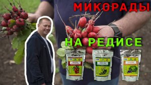 Биопрепараты "микорад" на редисе