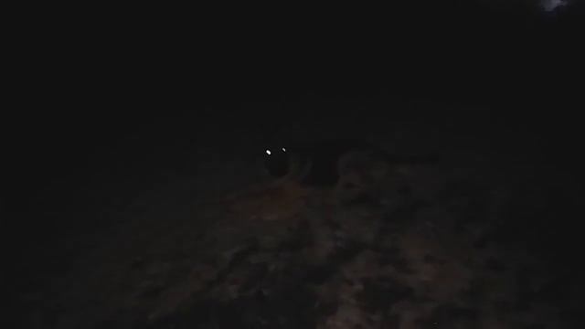 AnimAll USB LED светящийся ошейник для собаки смотреть онлайн