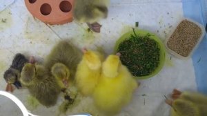 Совместная инкубация гусиных и утиных яиц в самодельном инкубаторе. Мой первый опыт !.mp4