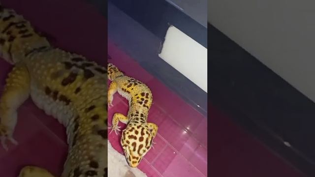 Кормление эублефара Марти. смотреть онлайн