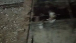 Будем обрабатывать кур от пероедов, блох, клещей.