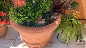 Японский клён. Уход. Красивые растения сада.