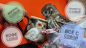 Конфетная сова против жира на жопоньке: ты всё ещё не достойна конфеток! Сыч Лучик - жадина!