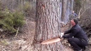 валим лес, лесоповал, делянка, сосна 90 см, идеальный спил.))  веселимся.