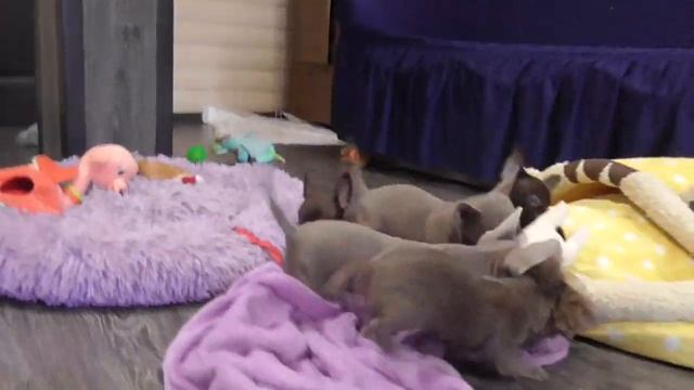 Шоколадные, Лиловые ЧИХУАХУА 2 месяца. Щенки ЧИХУА. Puppy chivava