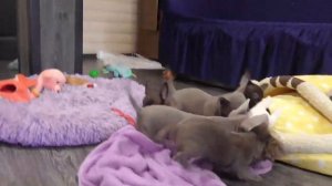 Шоколадные, Лиловые ЧИХУАХУА 2 месяца. Щенки ЧИХУА. Puppy chivava