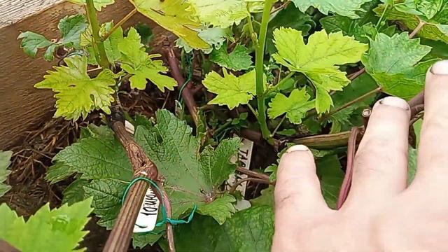 Прививка винограда почкой - окулировка без пробуждения.