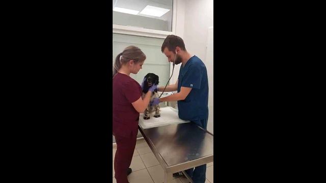 Кто то повесил якорь на щенка и бросил в воду… А тот взял и выплыл!!! смотреть онлайн