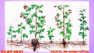 25.09.2021 Внимание: опасное вирусное заболевание малины- проверьте срочно свой малинник.
