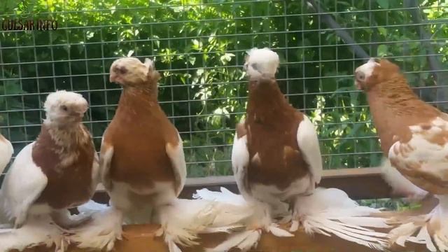 ДВУХЧУБЫЕ ЖЕЛТО ГРУДЫЕ ГОЛУБИ / PIGEONS / TAUB смотреть онлайн