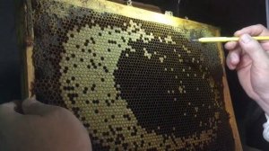 Выведение маток Бакфаст