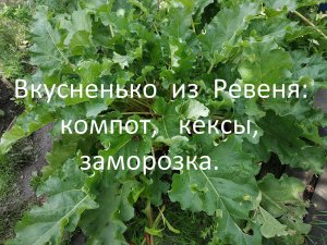 Вкусненько из ревеня: компот, кексы, заморозка.