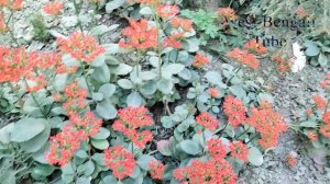 Garden Tips 46 || Accurate Indian Kalanchoe Flower Plants with Natural View