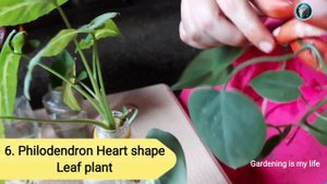 propagating my indoor plants from cuttings in water during winter #houseplants #gardeningismylife